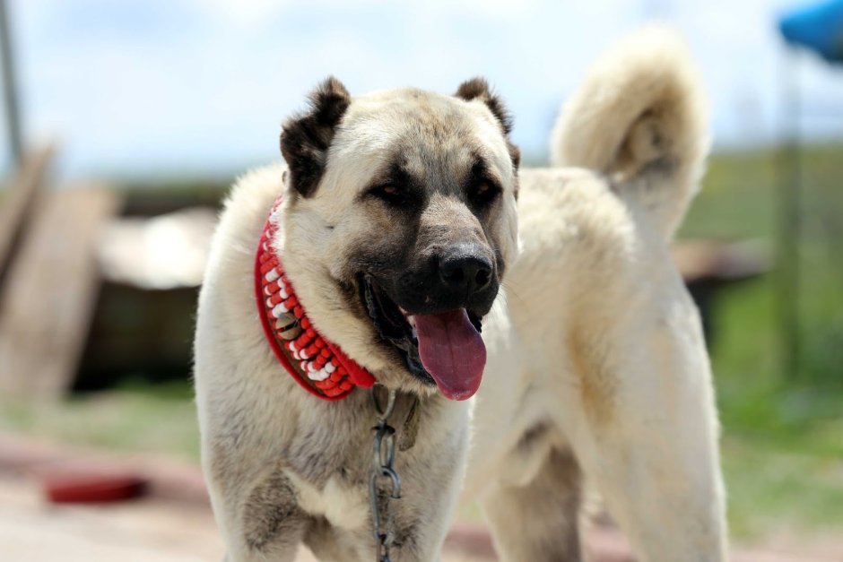 Кангал итлар