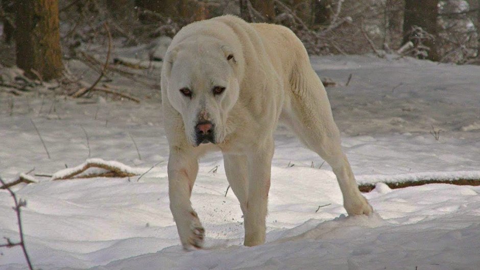 Алабай большой
