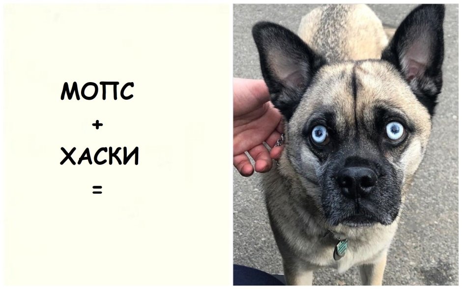 Метис МОПСА
