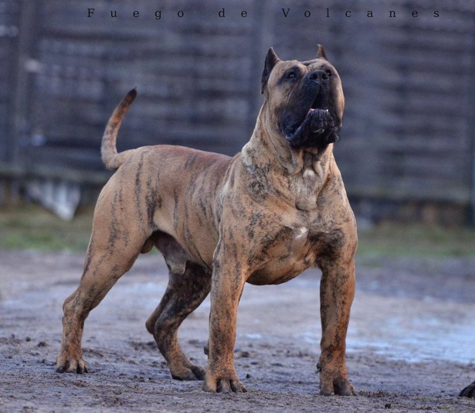 Canario Dogs Mastiff