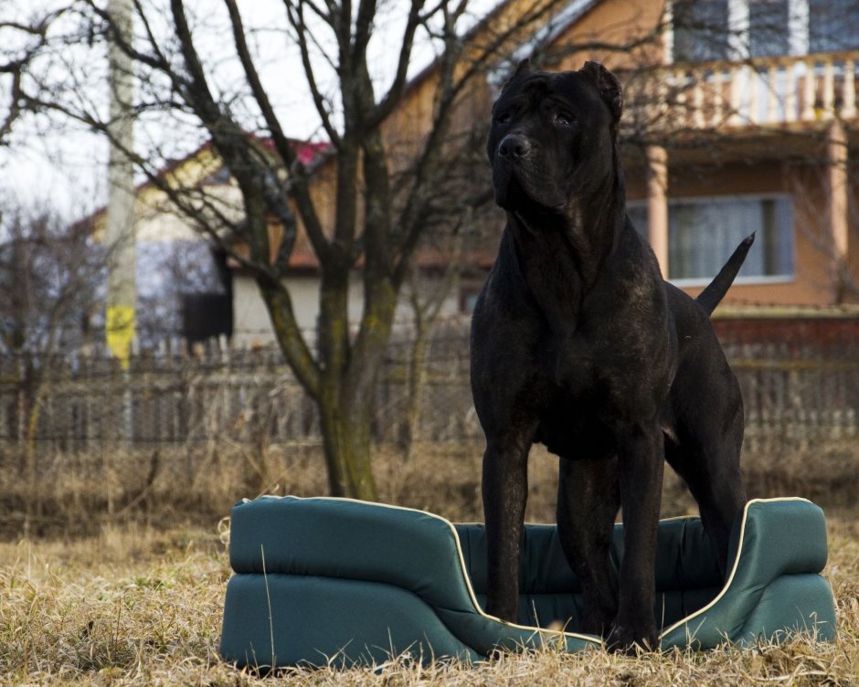 Presa Canario best