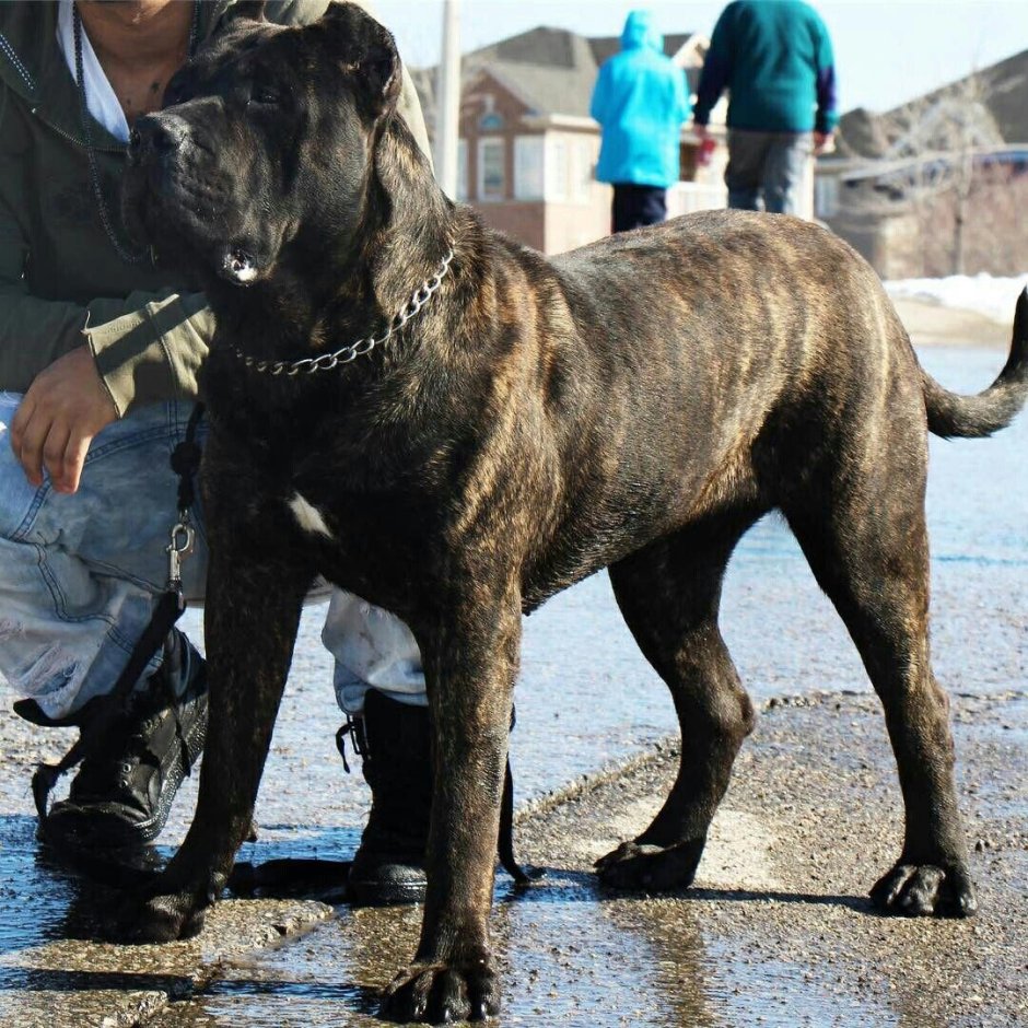 Мастиф Корсо Канарио
