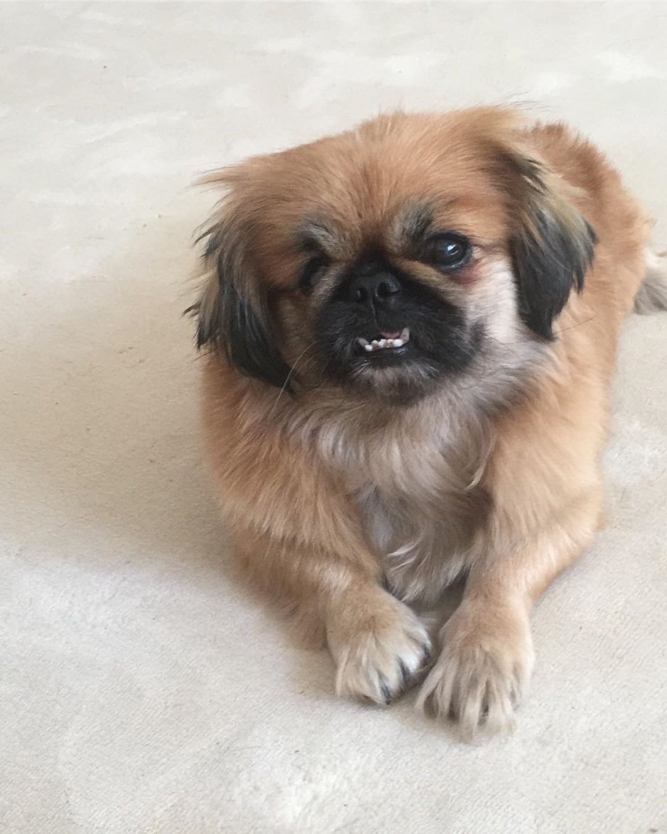 Pekingese Puppies in Cup
