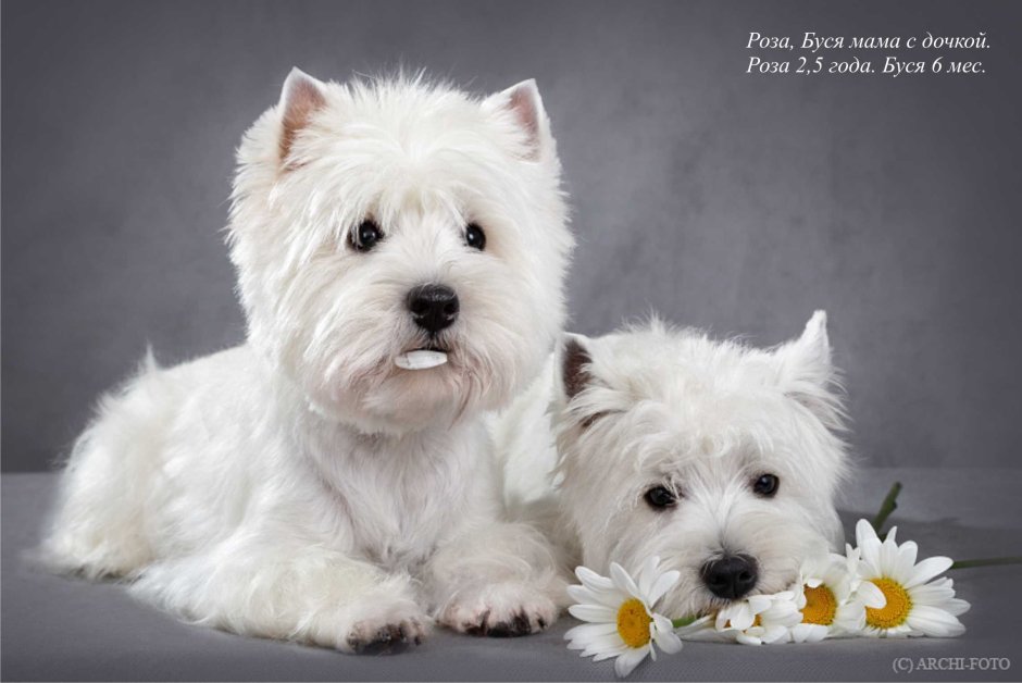 West Highland White Terrier и дети