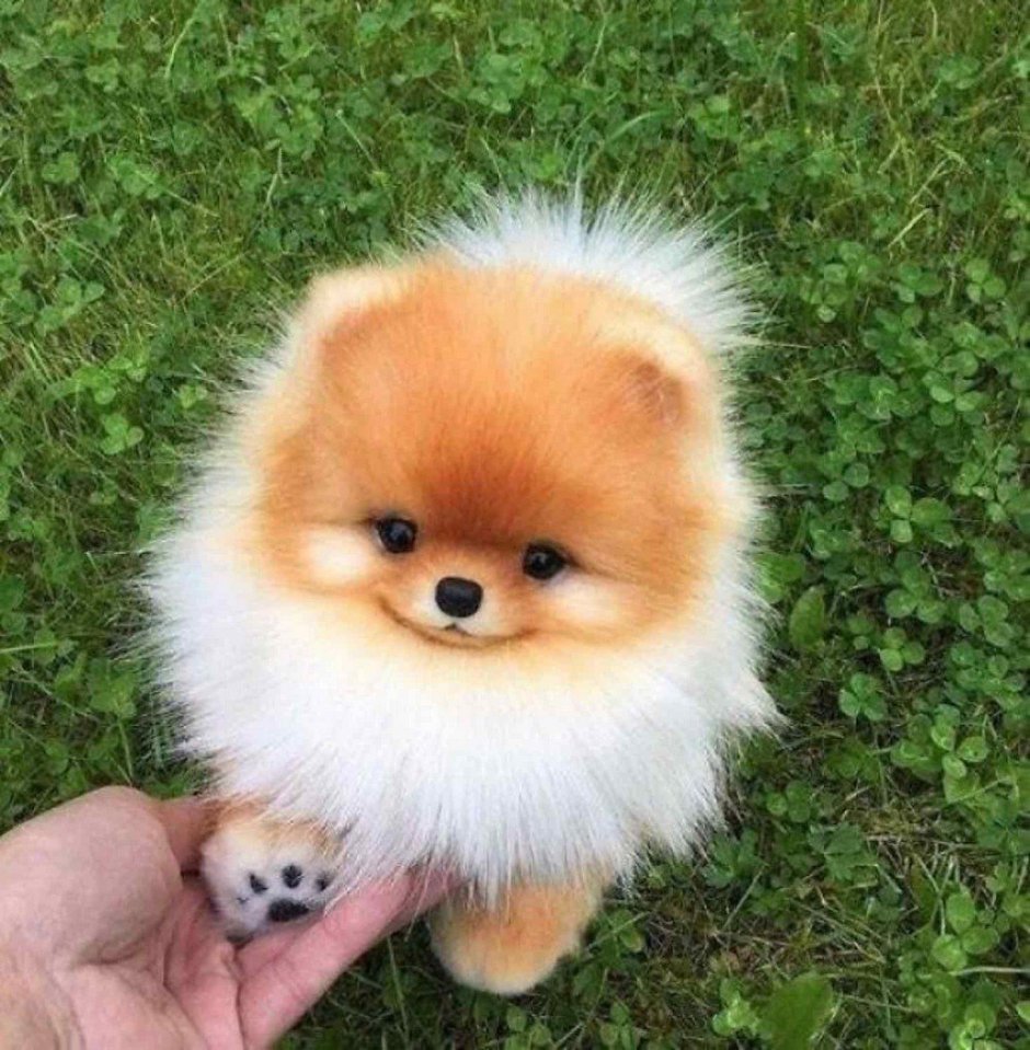 Померанский шпиц Teacup.