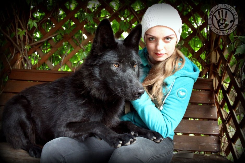 Волкособ wolfriend