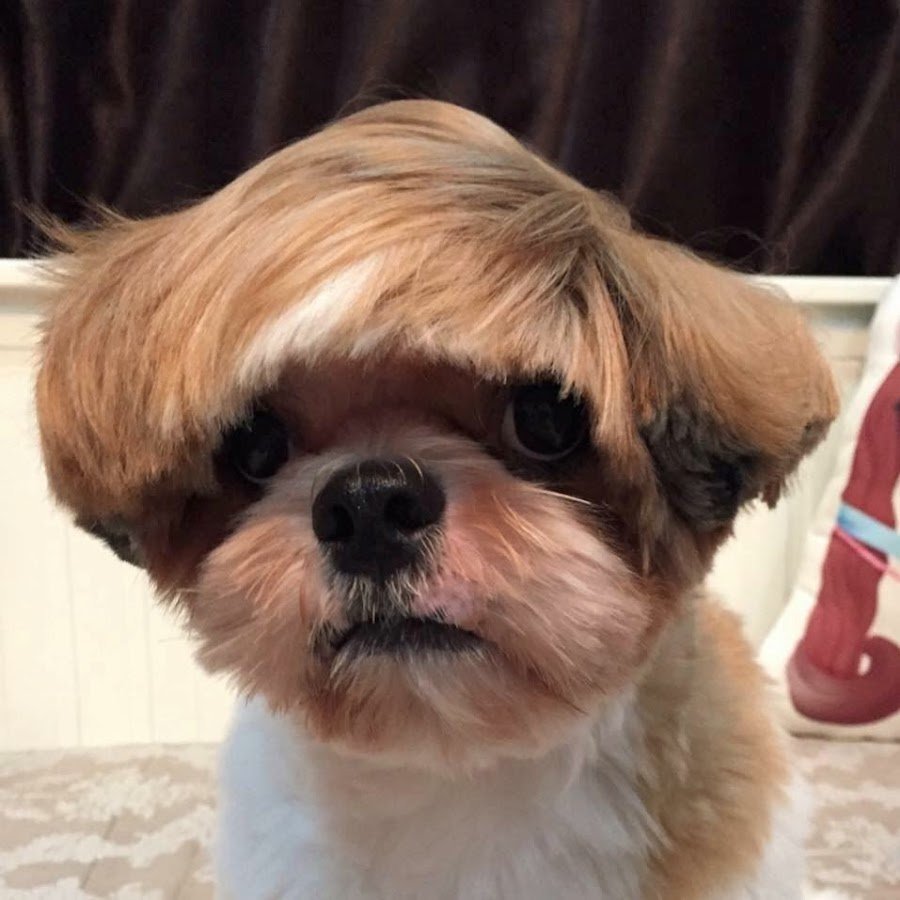 Смешные прически собак