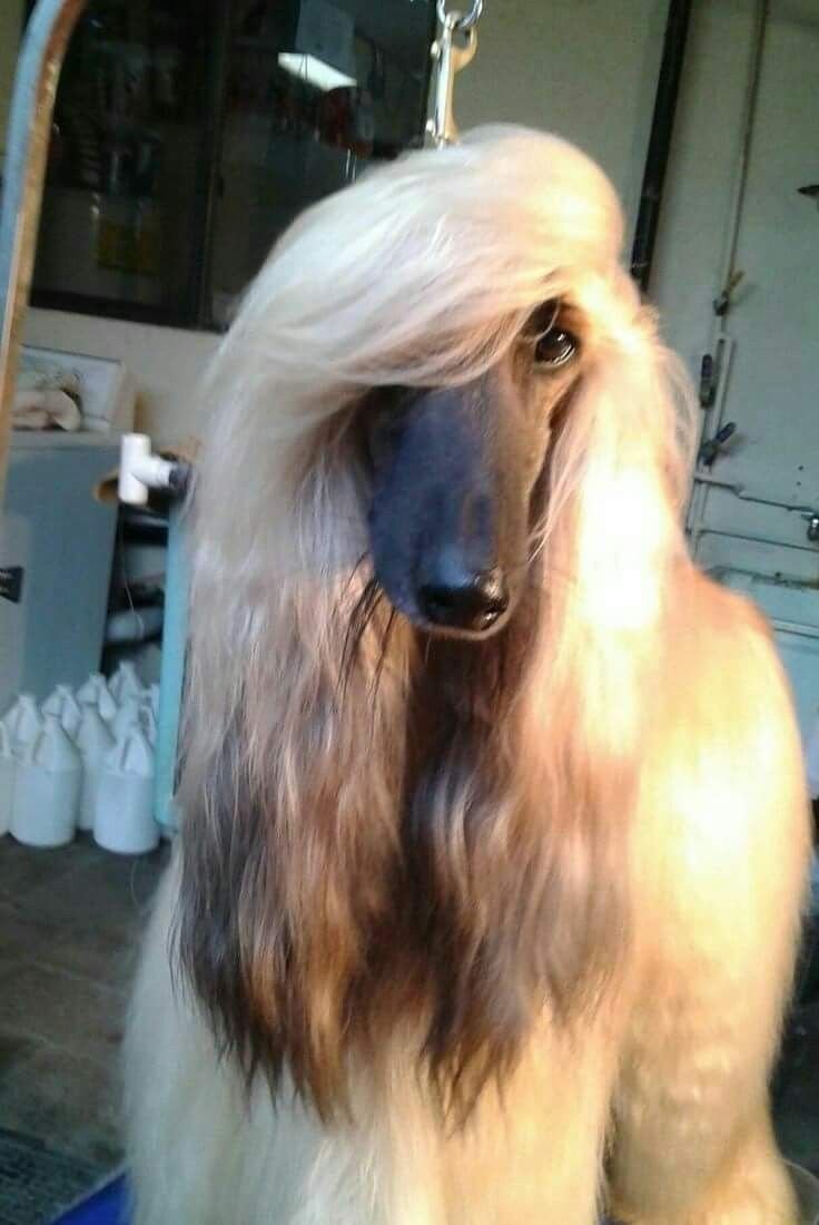 Афганская борзая стрижка