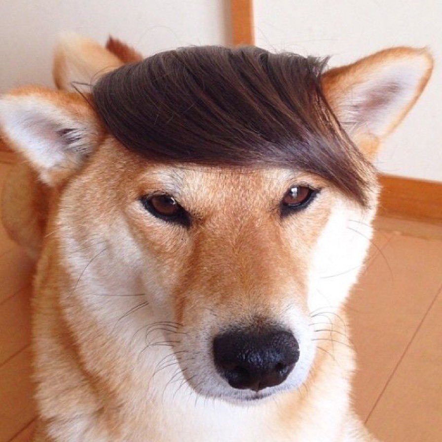 Собака с челкой