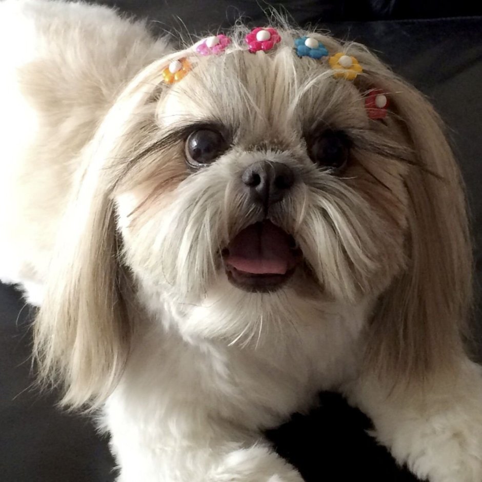 Китайская болонка шицу