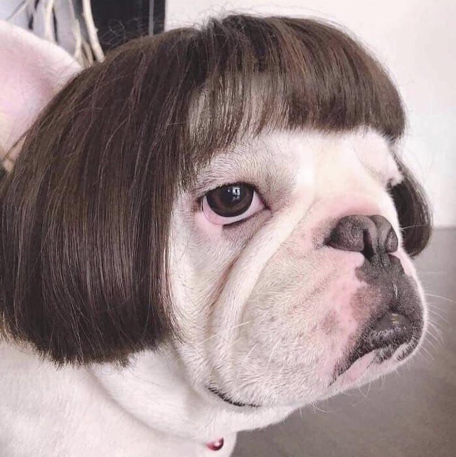 Собака с челкой на глазах