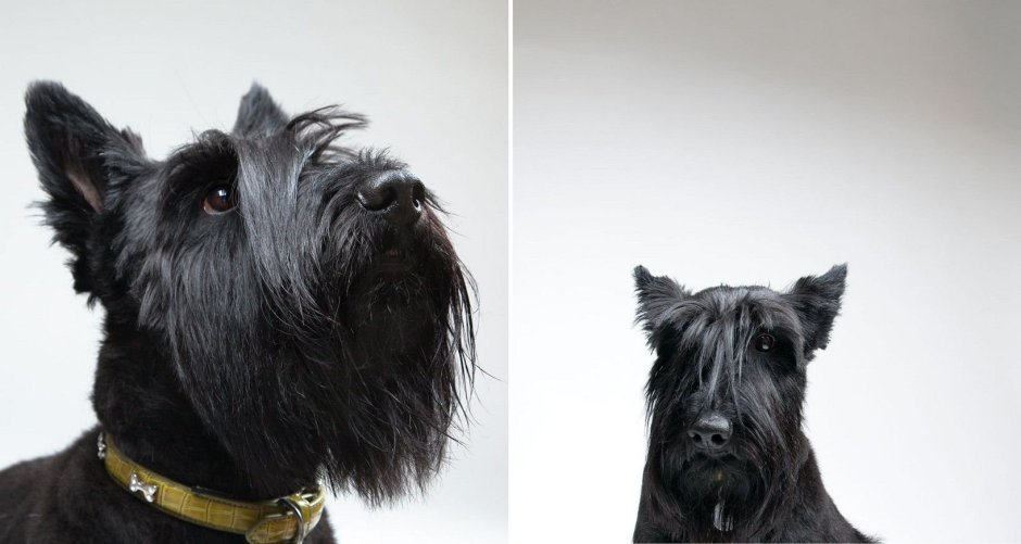 Черная собака с челкой