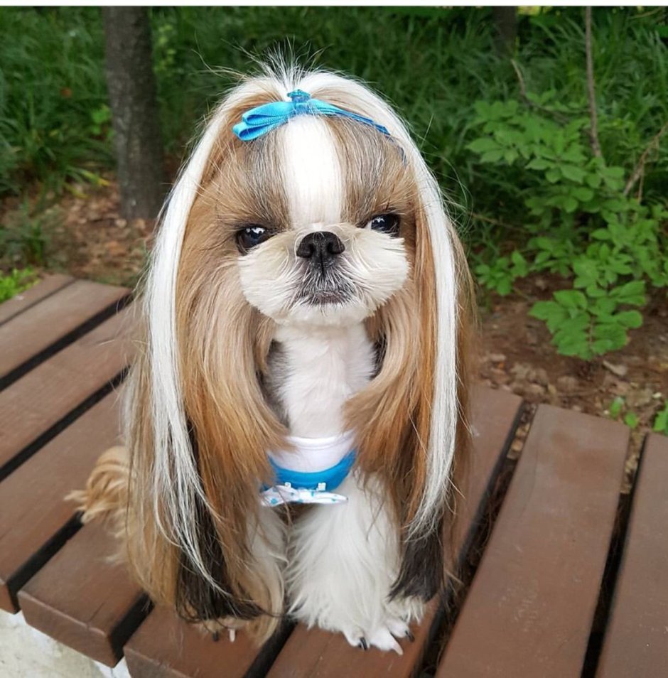 Корейская стрижка шицу