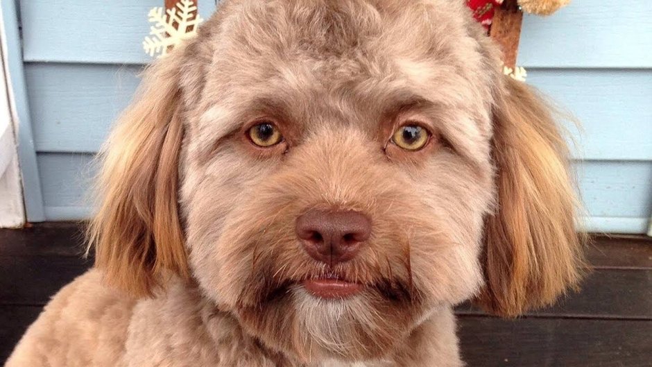 Собака с человеческими глазами