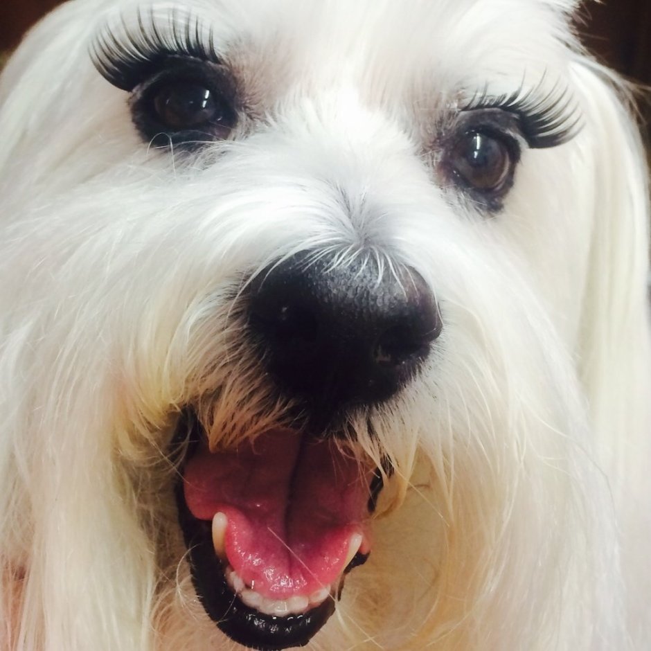 Собачка с челкой на глазах