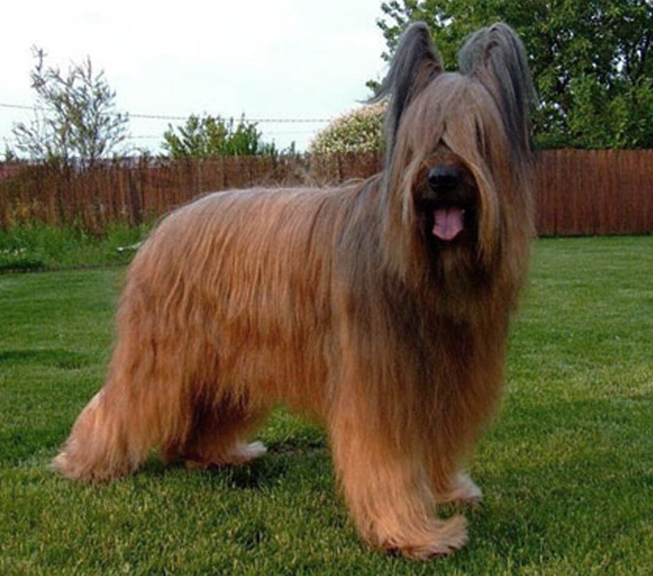 Русская французская овчарка Бриар