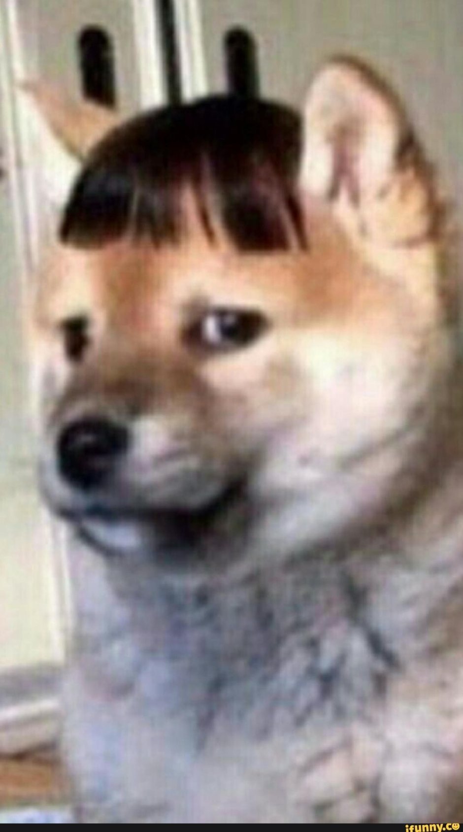 Пес с челкой