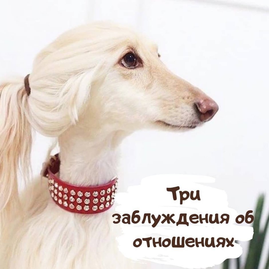 Собака в парике