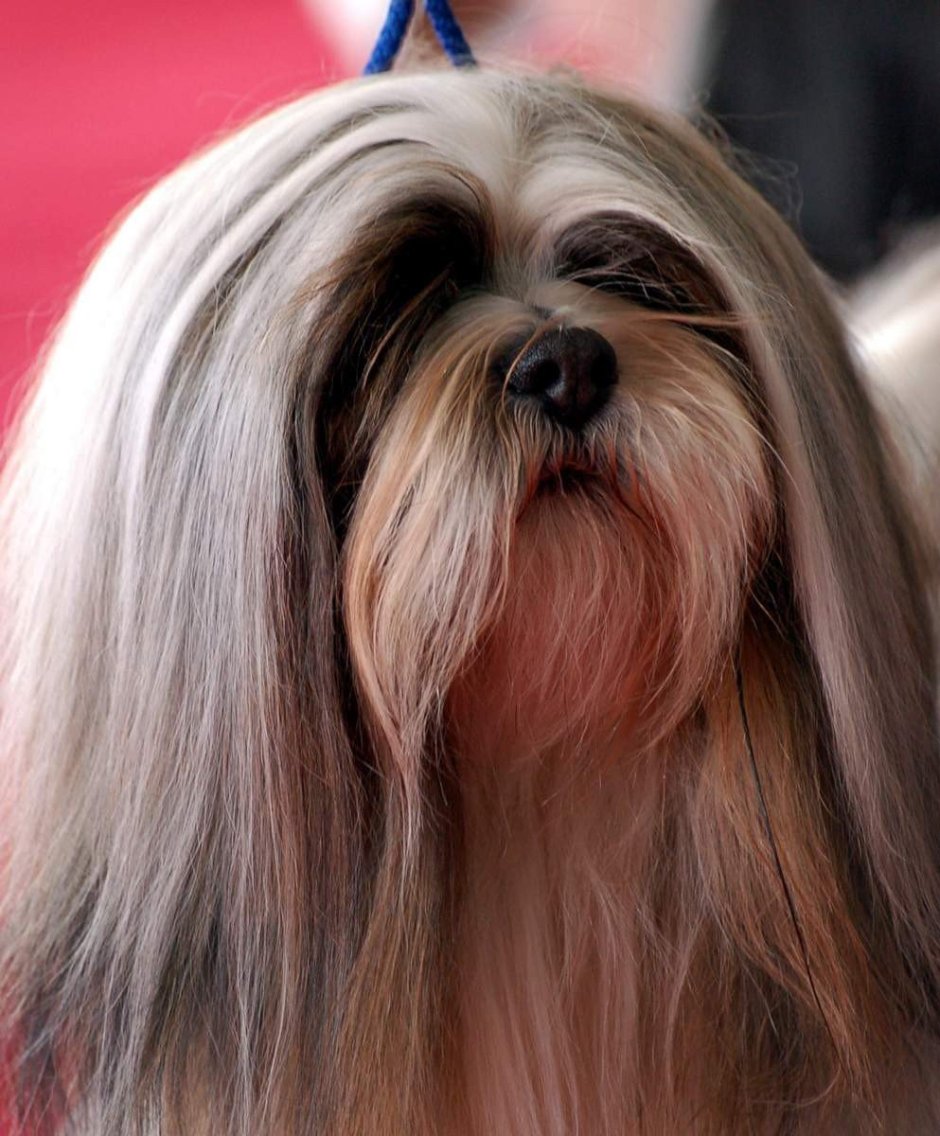 Лхасский Апсо