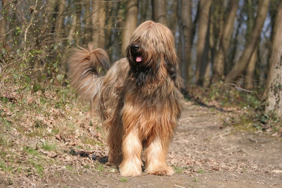 Французская овчарка Бриар