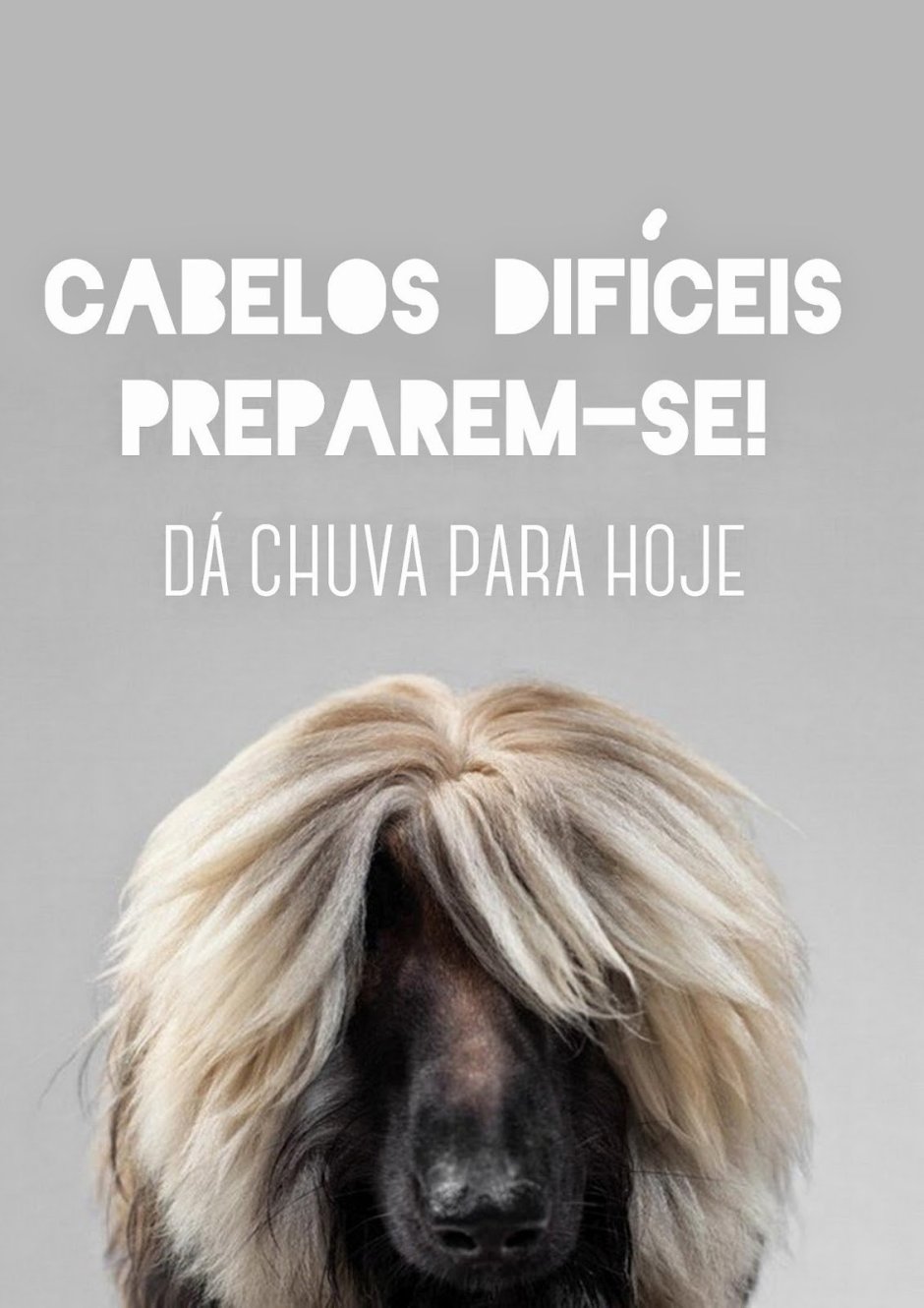 Собака с длинной челкой