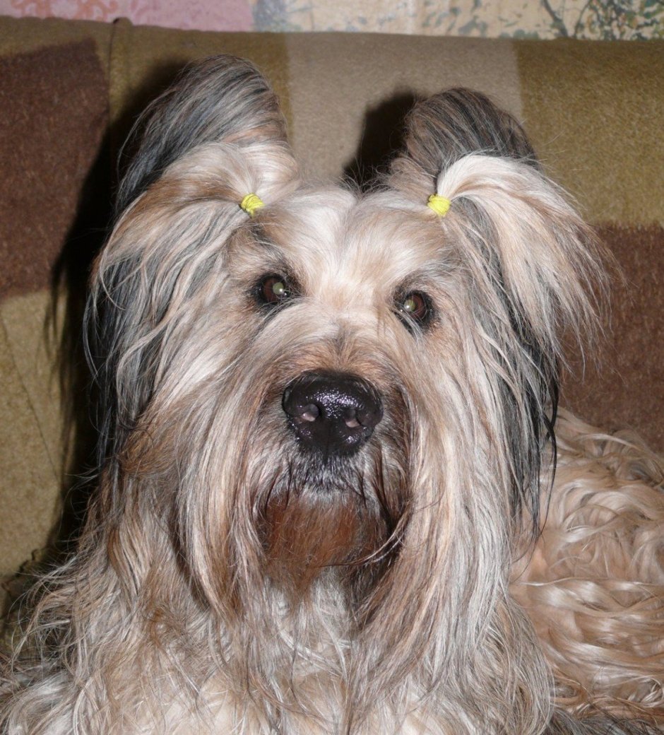 Бриар собака