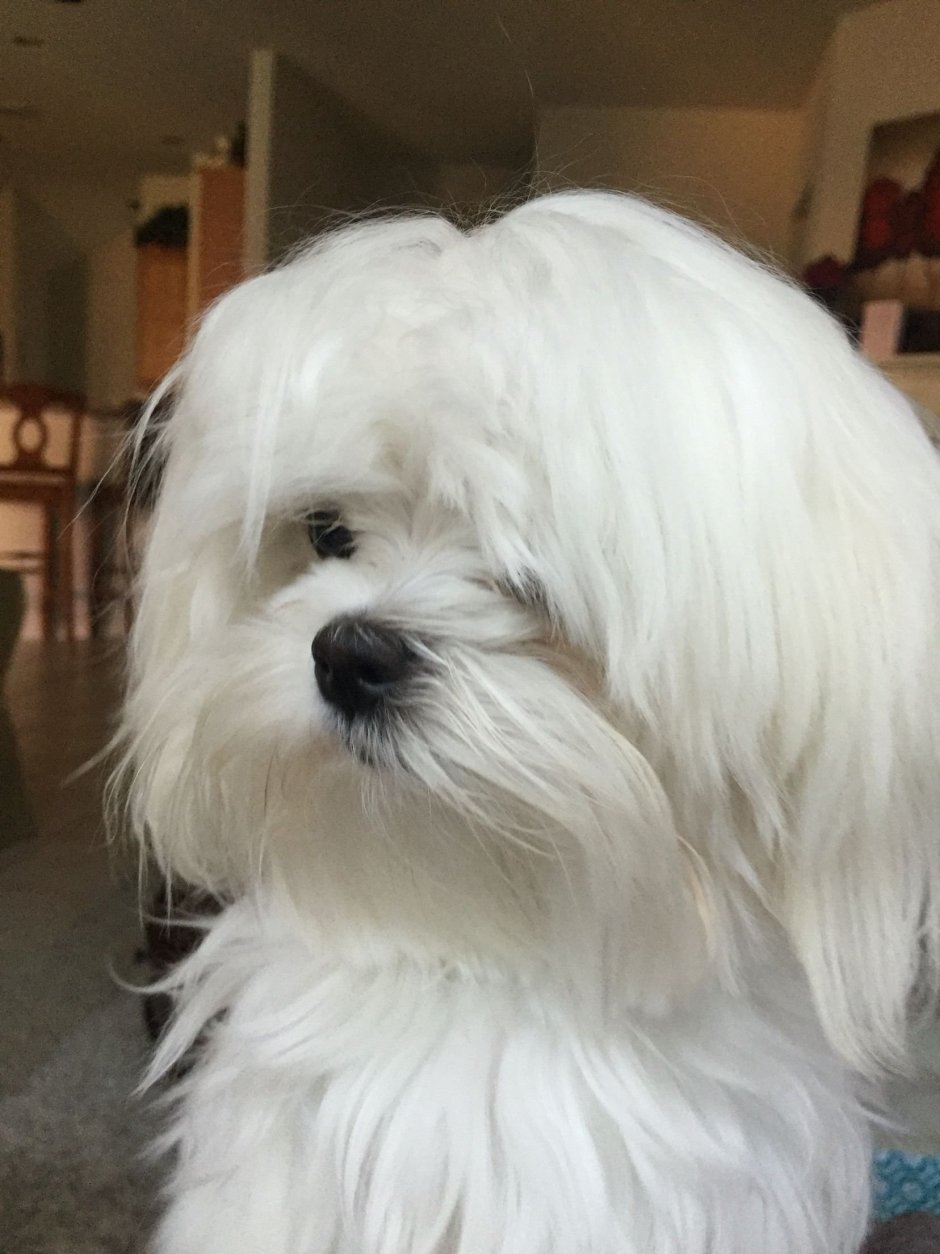 Болонка с челкой