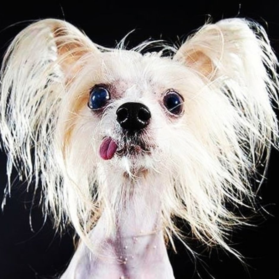 Китайская хохлатая лысая