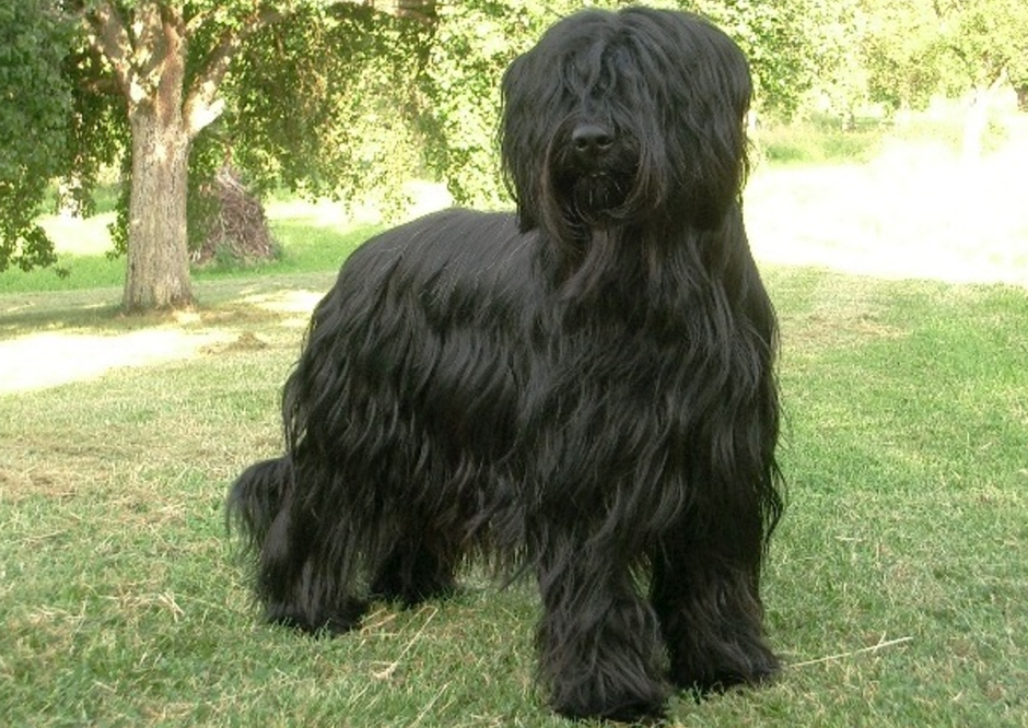 Южнорусская овчарка черная