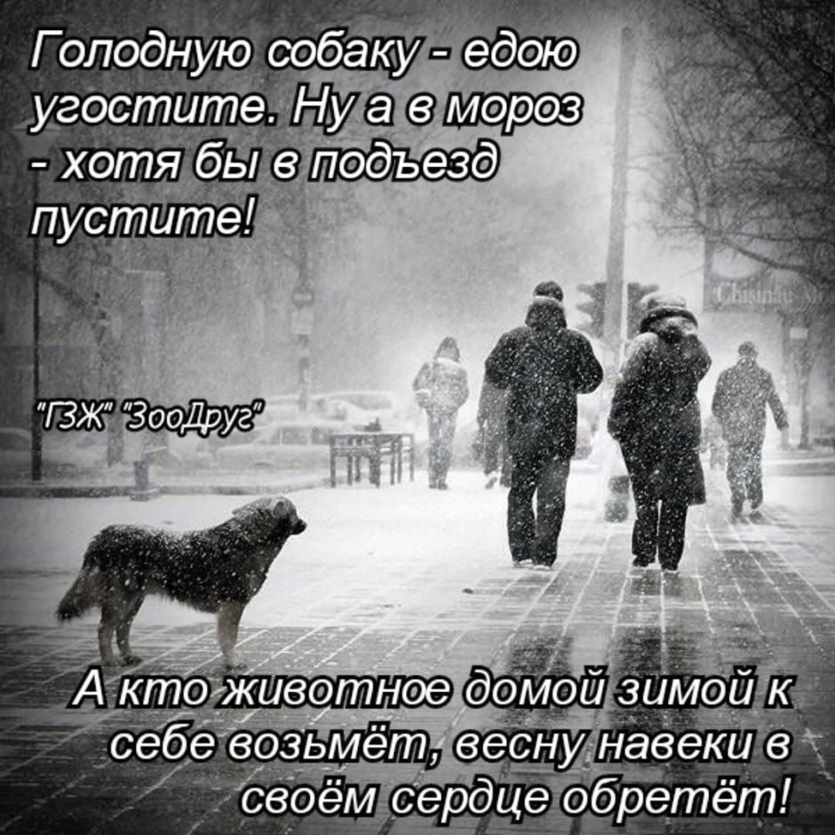 Одинокая собака