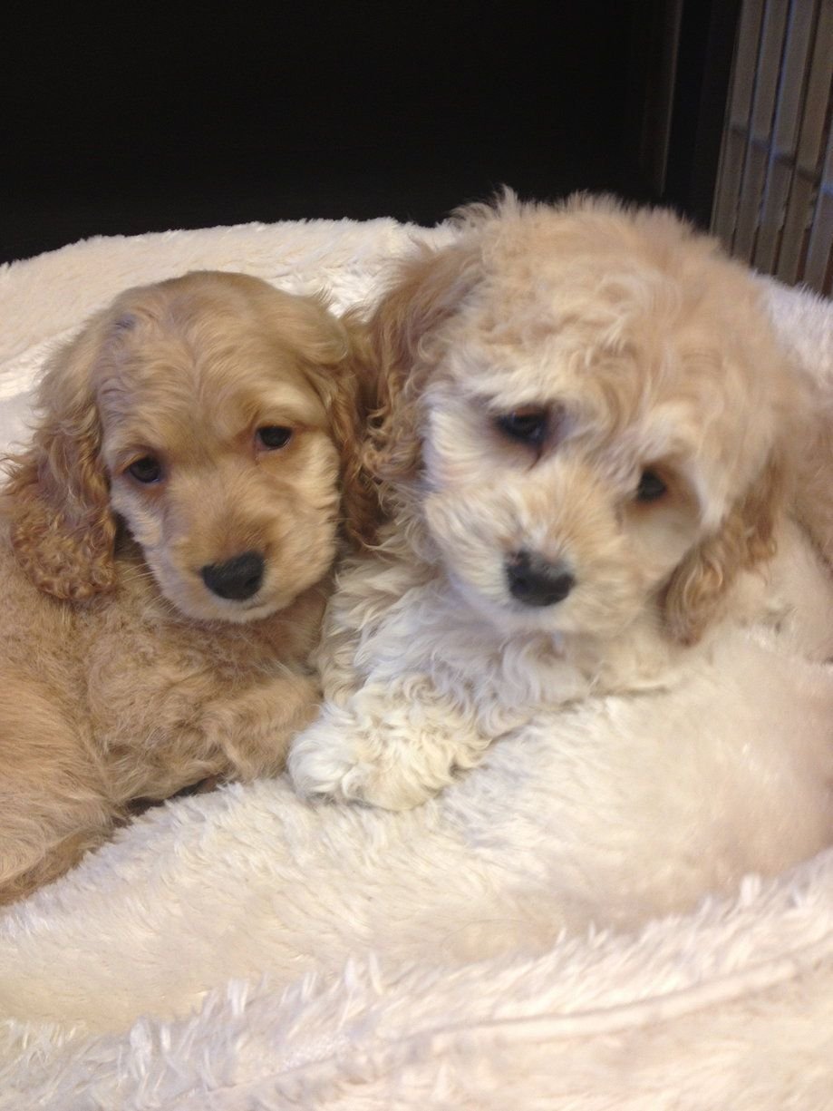 Метис пуделя и спаниеля