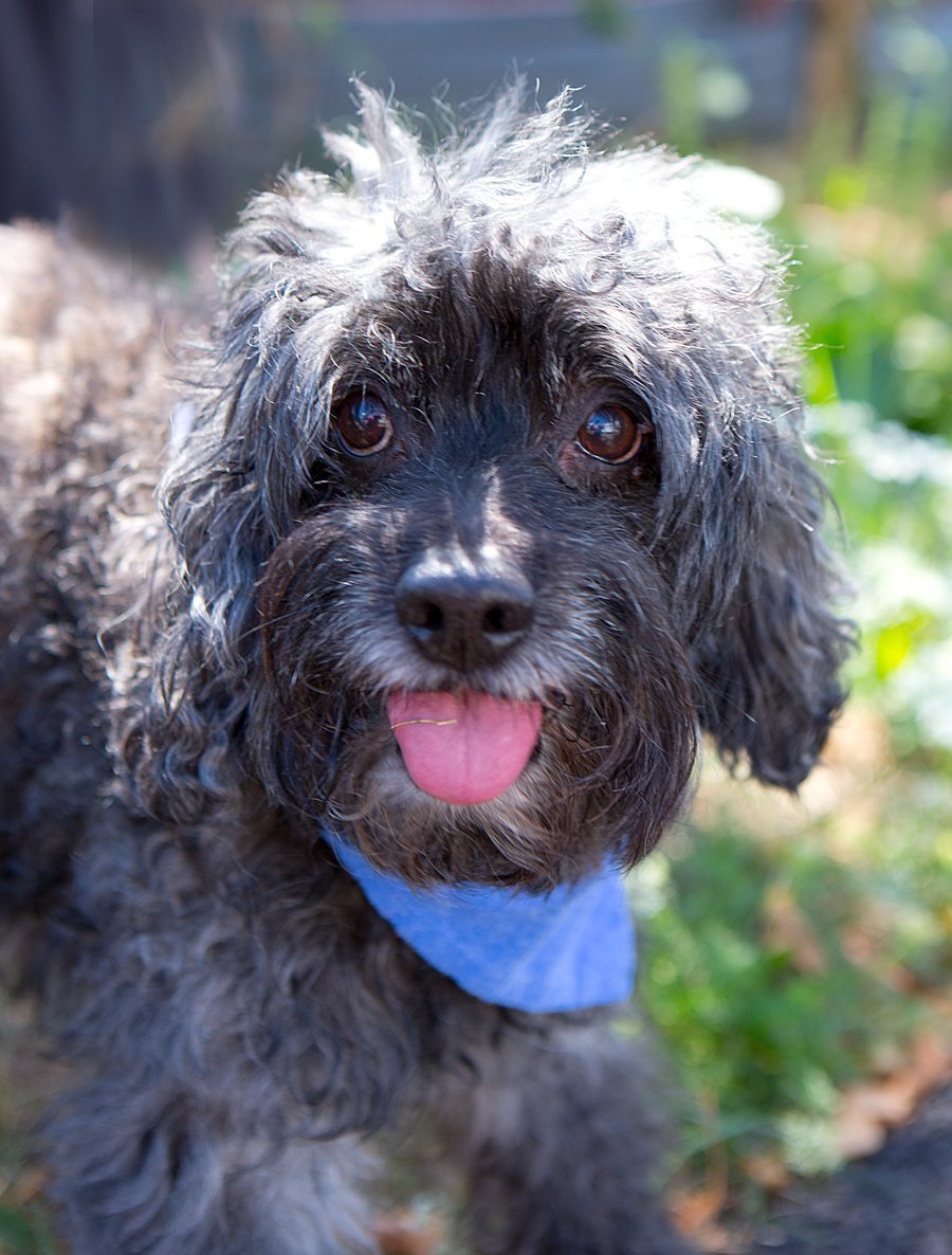 Метис пуделя