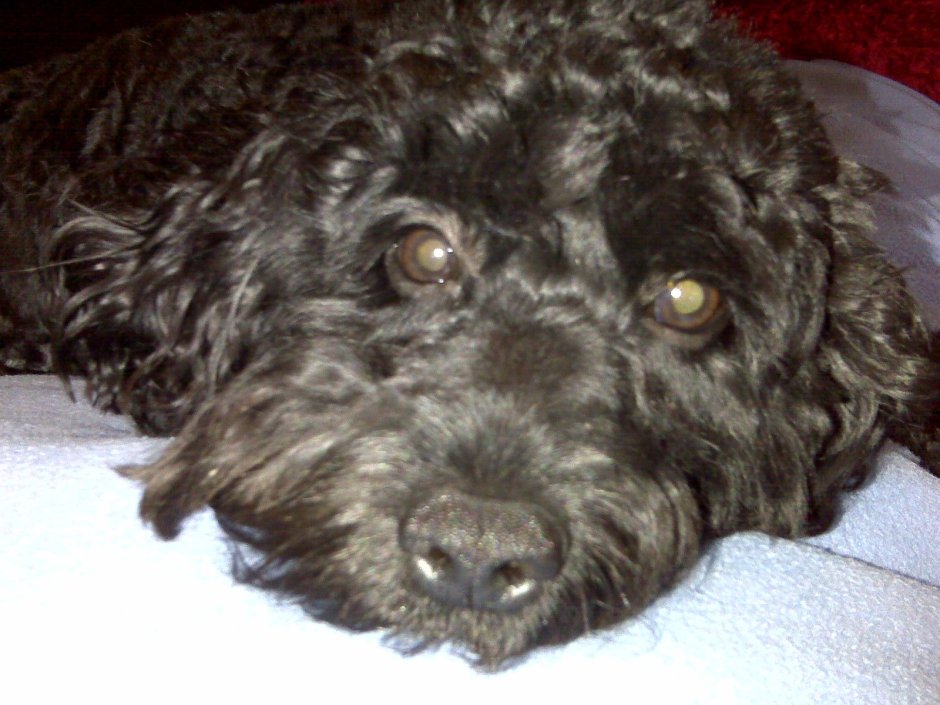 Кокер пудель черный