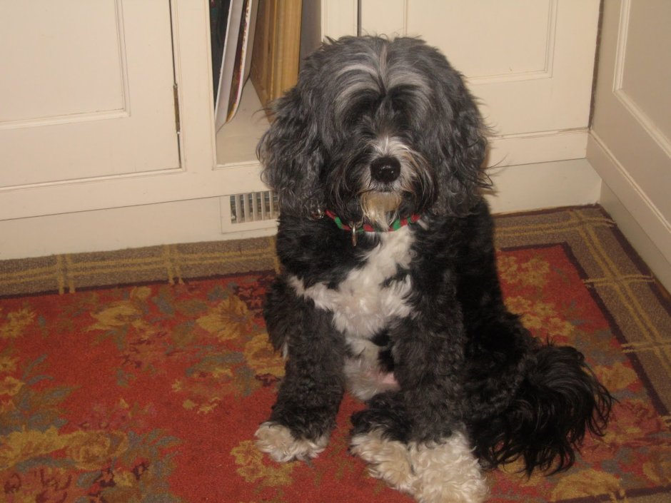 Тибетский терьер помесь