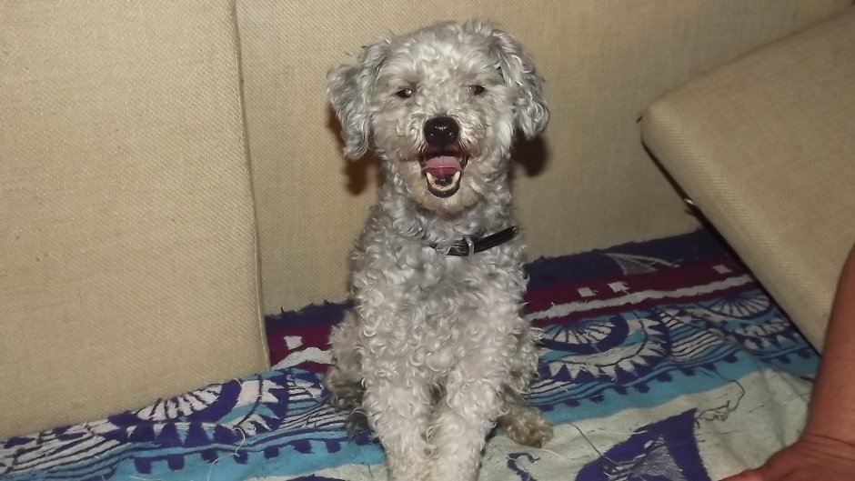 Карликовый пудель дворняжка