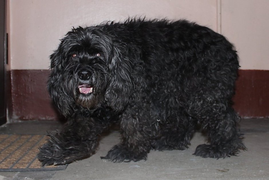 Помесь пуделя и спаниеля