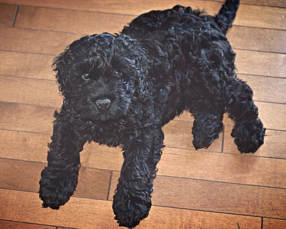 Кокапу черный