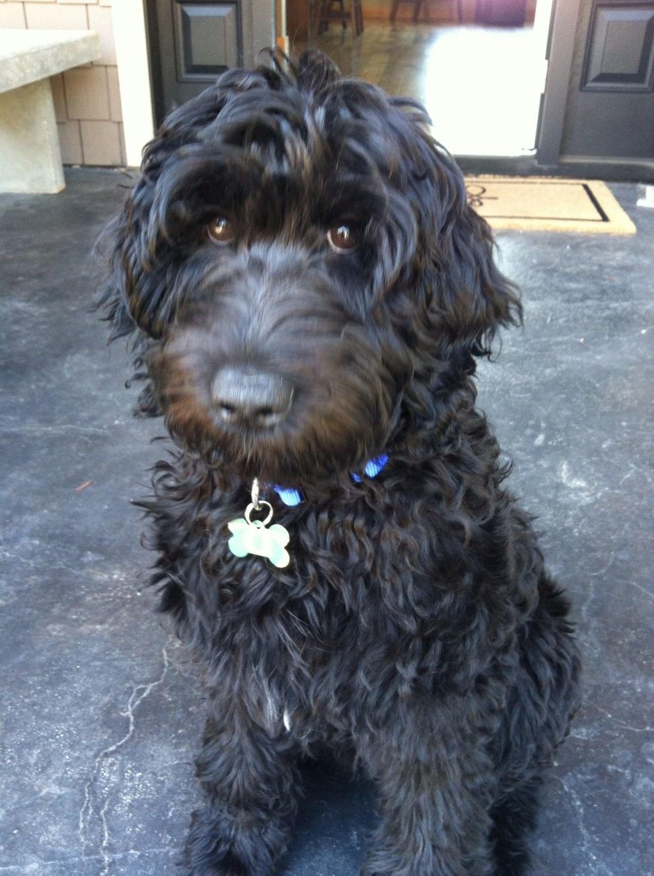 Метис кокапу