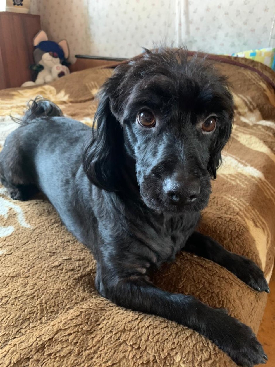 Метис пуделя и спаниеля черный