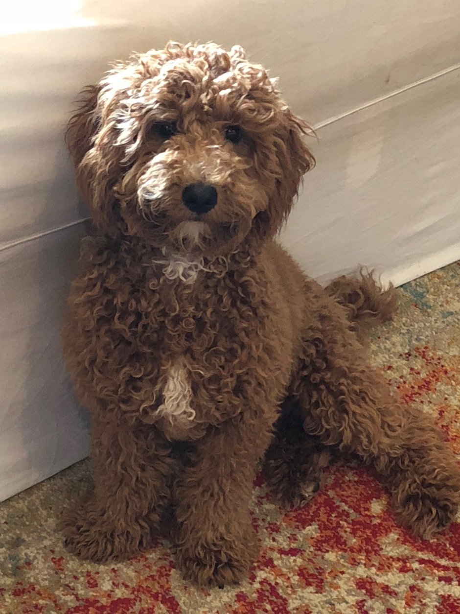 Кокапу и лабрадудль