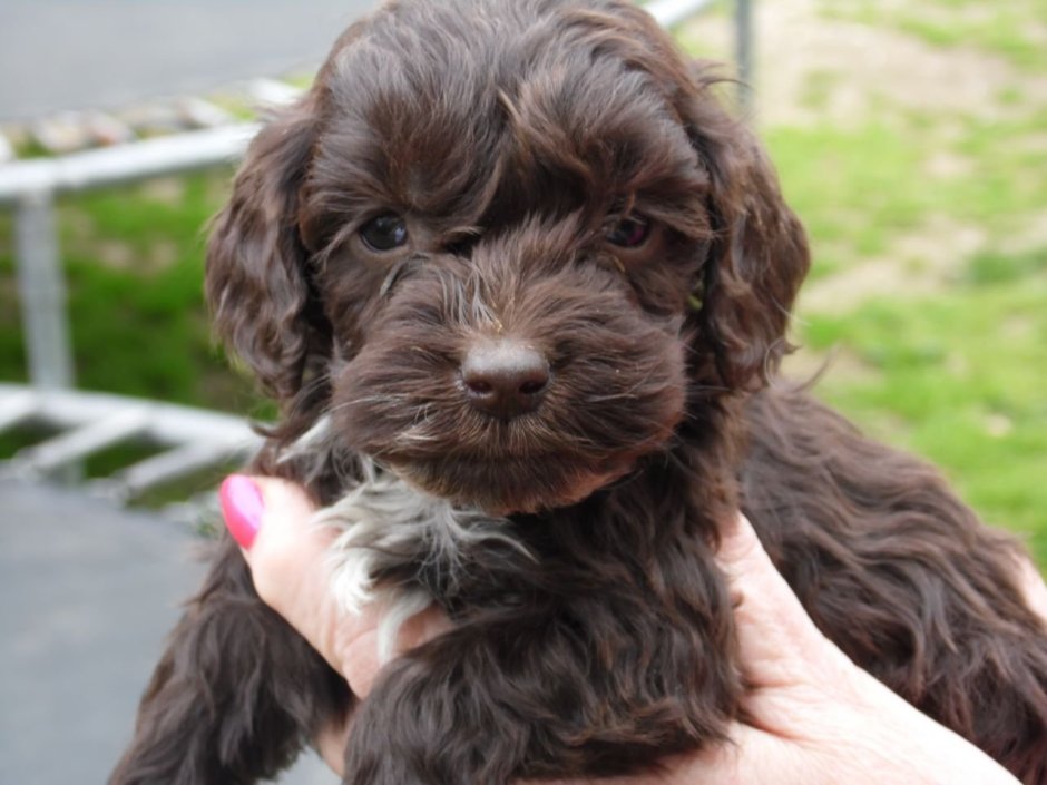 Кокапу Maltipoo