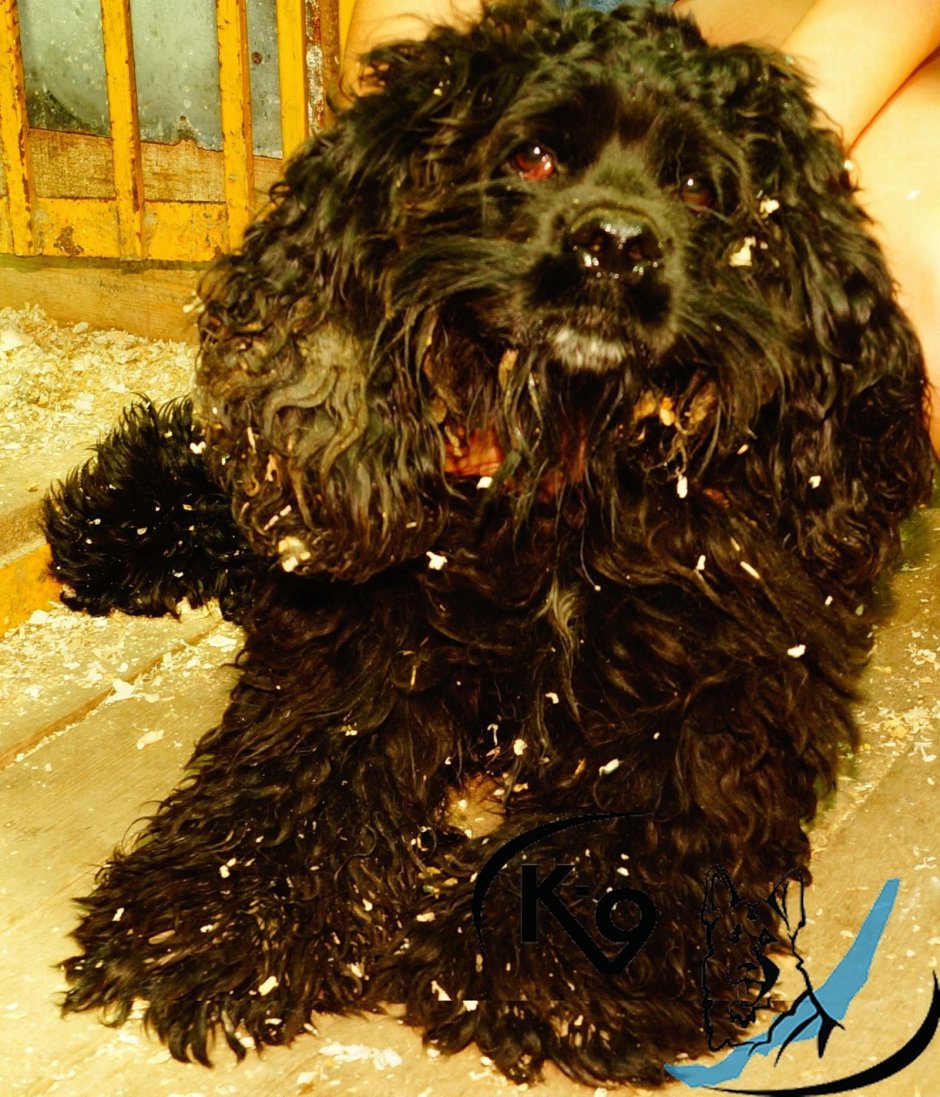 Метис пуделя и Болонки