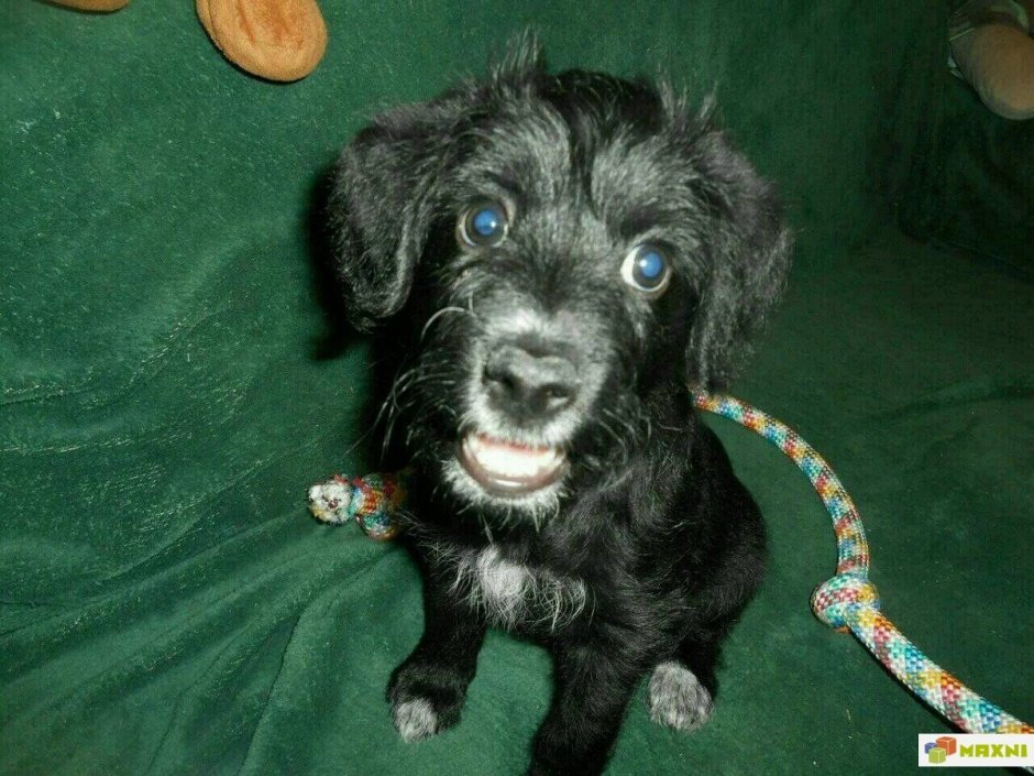 Помесь пинчера и спаниеля