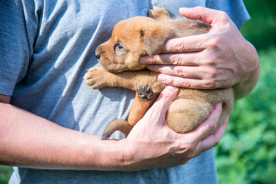 Маленький щенок в руках