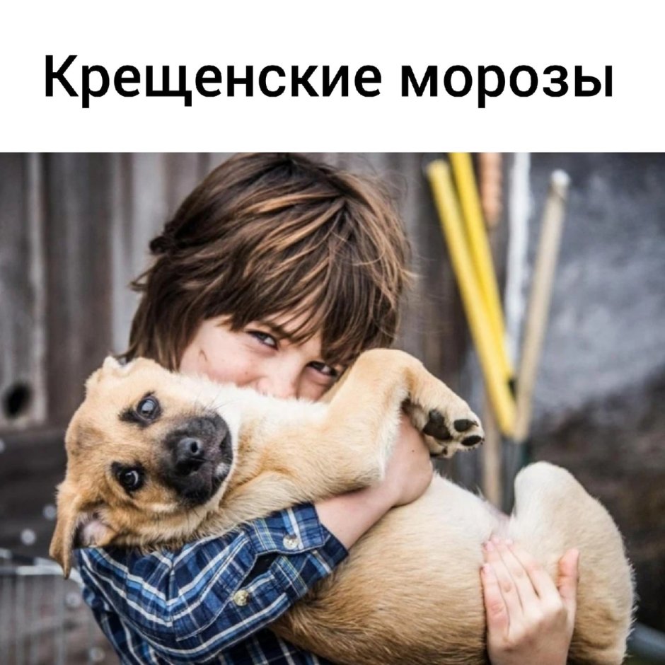 Дети с бездомными животными
