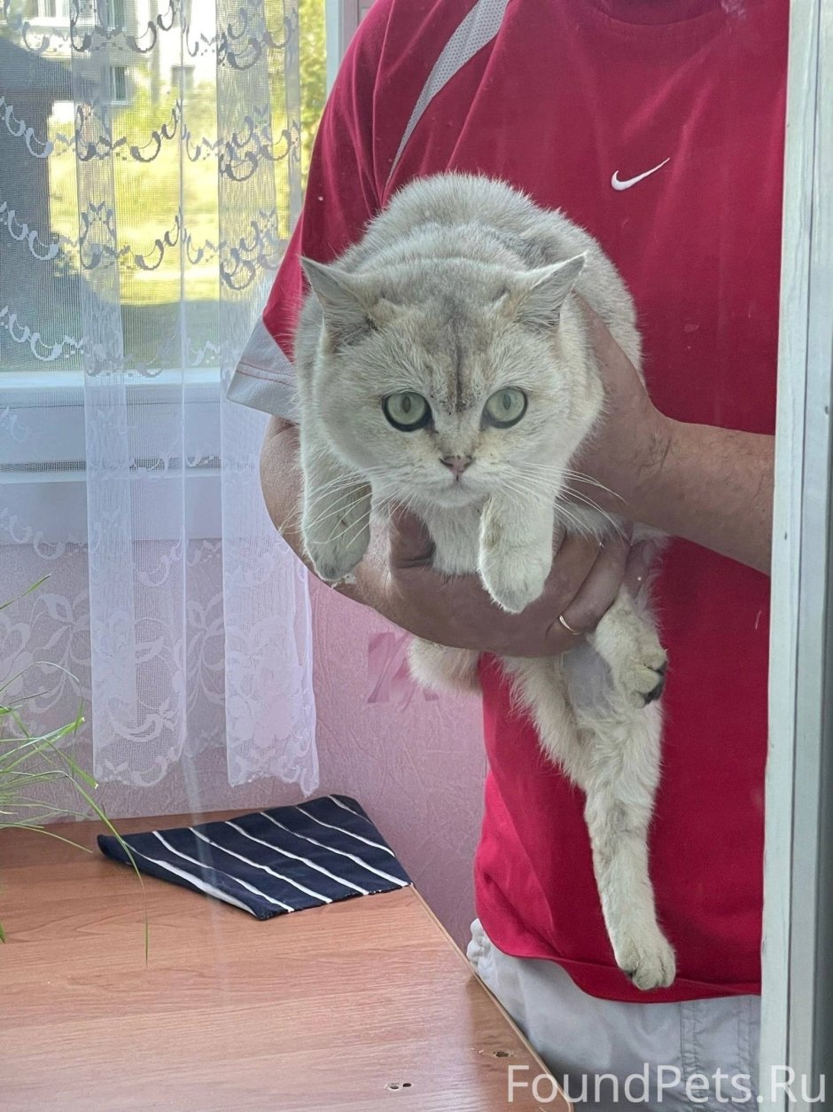 Порода английский сеттер
