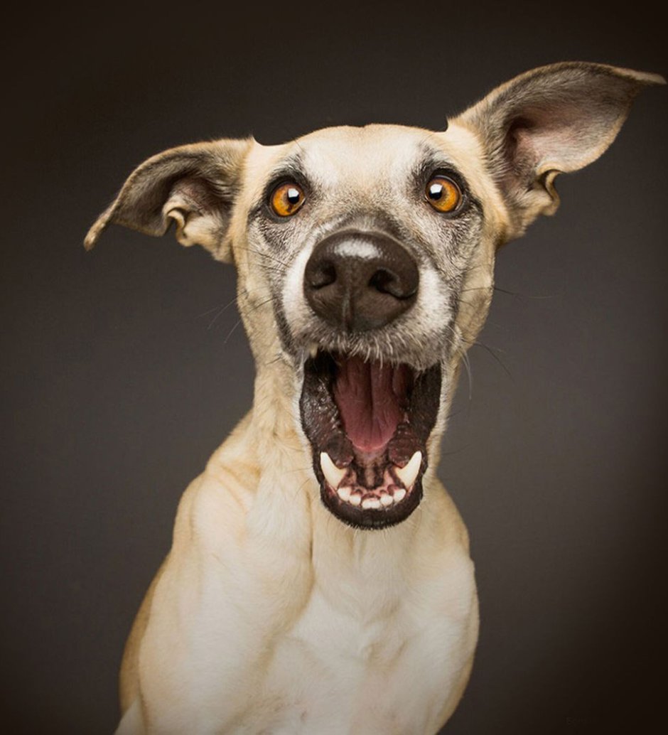 Elke Vogelsang собаки