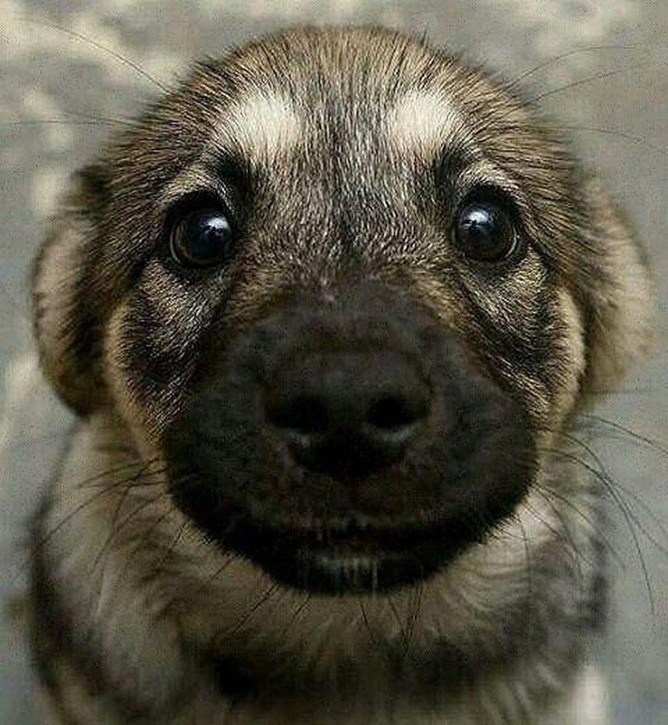 Глаза собаки