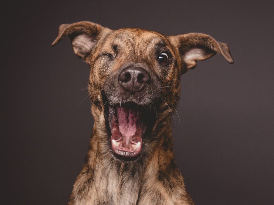 Elke Vogelsang собаки