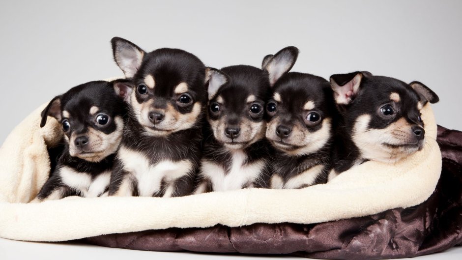 Puppy Days Wallpaper
